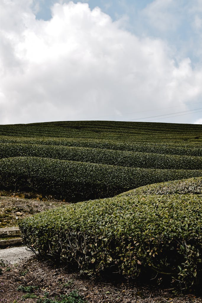 Tea Plantation Under White Clouds