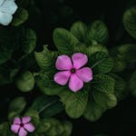 Close-up of vibrant pink Madagascar periwinkle flowers surrounded by lush, rich green leaves.